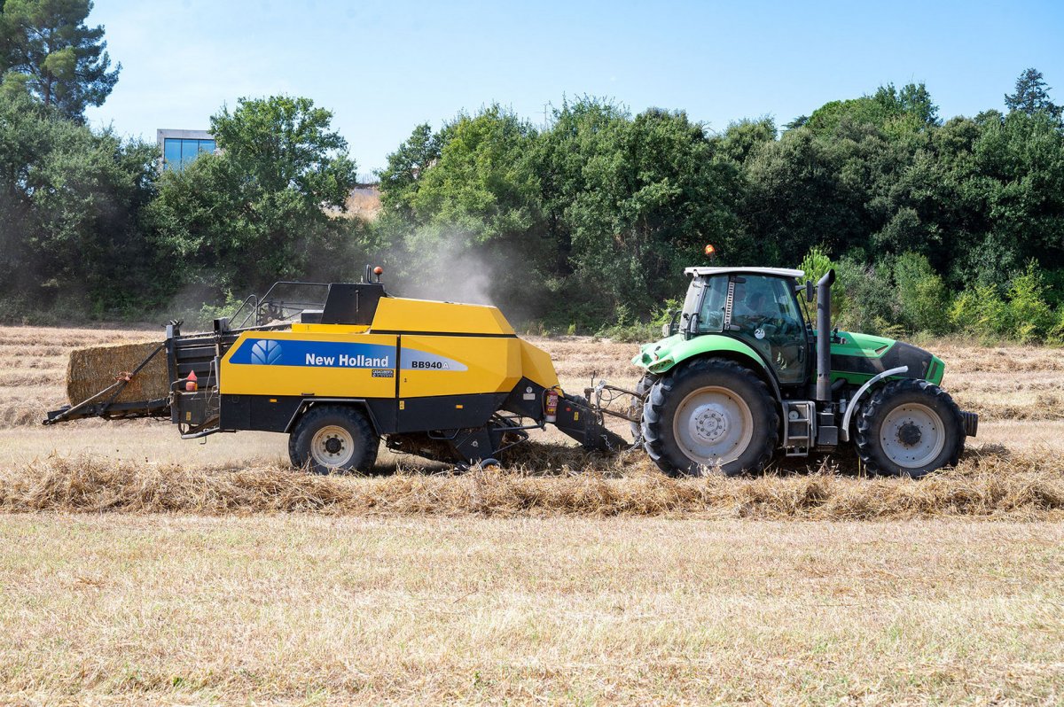 Una màquina treballa en la recollida de la campanya del cereal en un camp a Gallecs