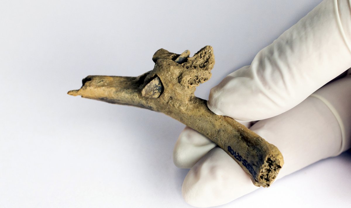 La coste3lla humana amb la fletxa incrustada