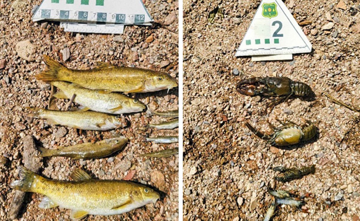 Els peixos i crancs morts a causa del vessament de la setmana passada