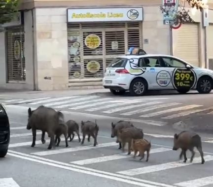 Els senglars al carrer Roger de Flor aquest divendres