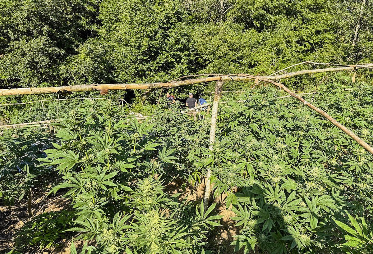 La darrera plantació exterior de marihuana desmantellada a Sant Sadurní d'Osormort