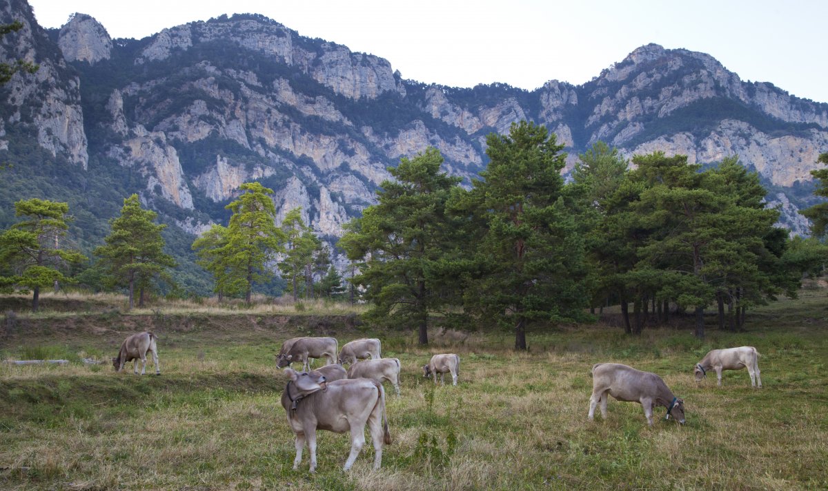 Vaca bruna dels Pirineus / Capalot, el Berguedà
