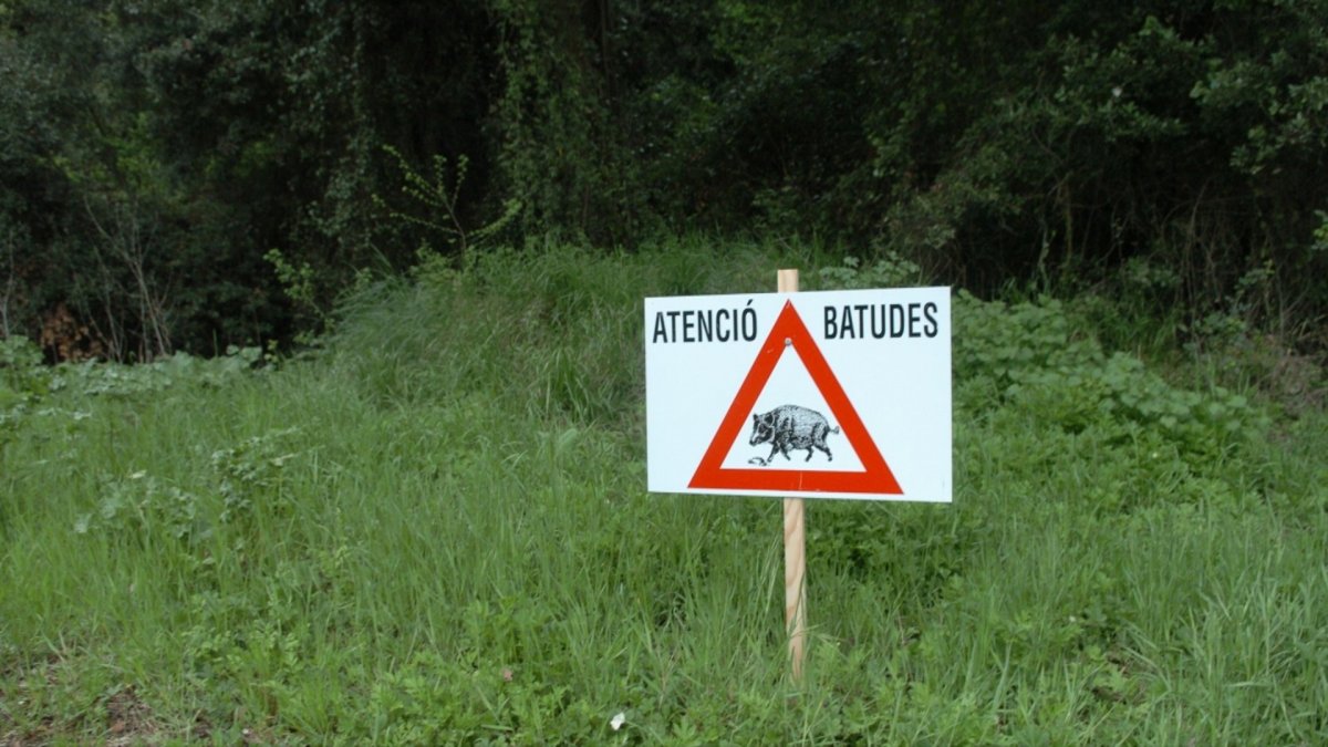 Cartell batuda senglars