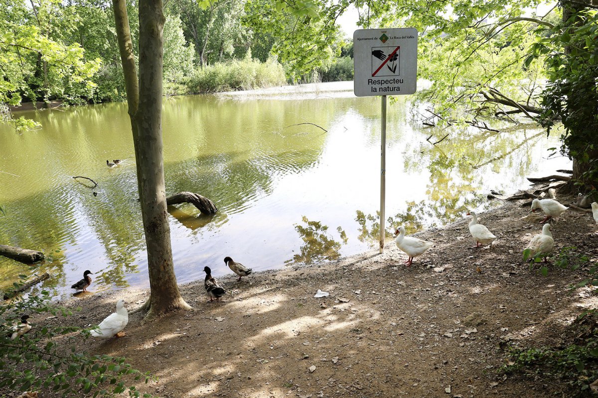 Les obres de recuperació de la Bassa tenen l’objectiu de preservar-ne la biodiversitat, l’accessibilitat i el gaudi