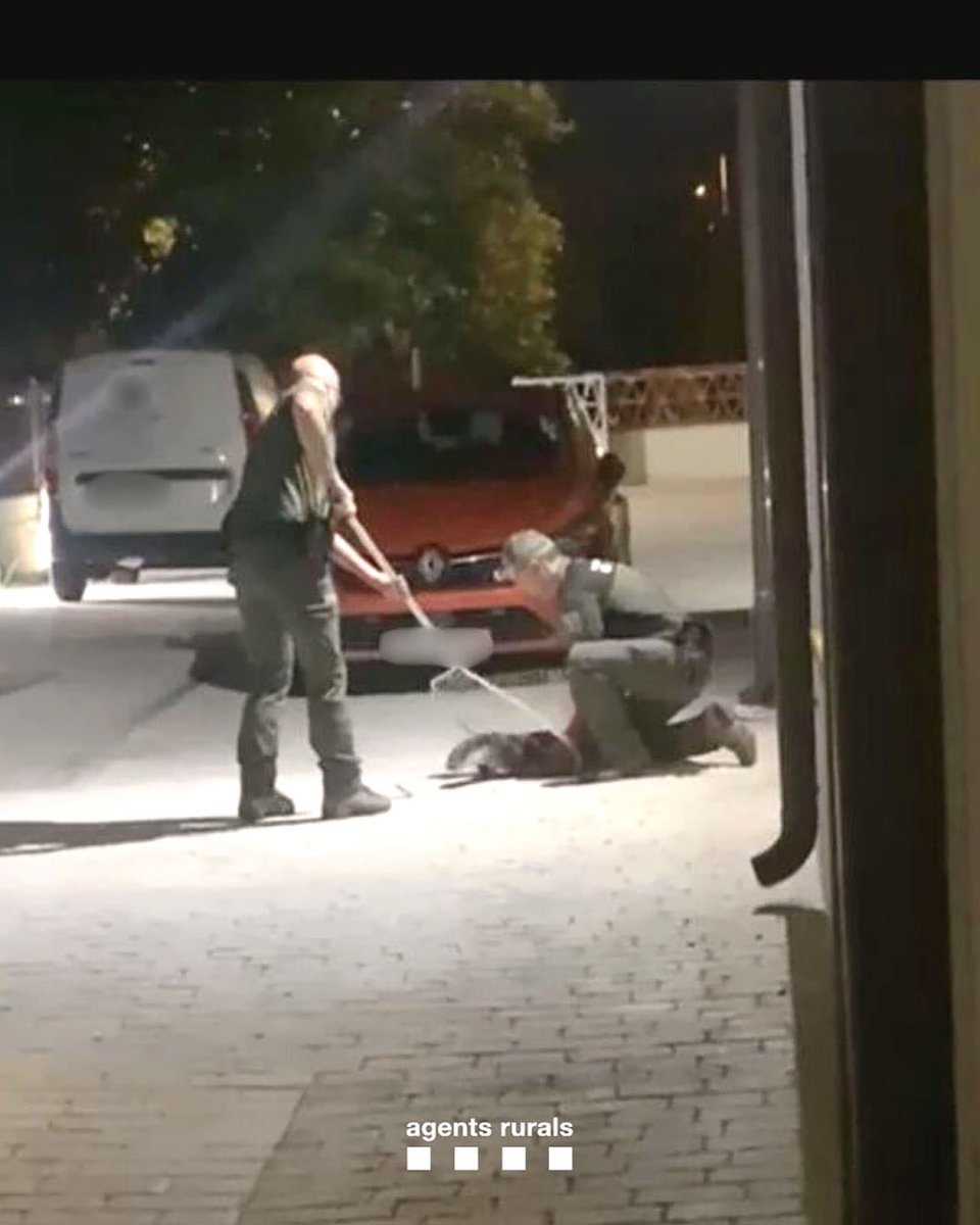 La recollida de la llúdriga ferida per part dels Agents Rurals