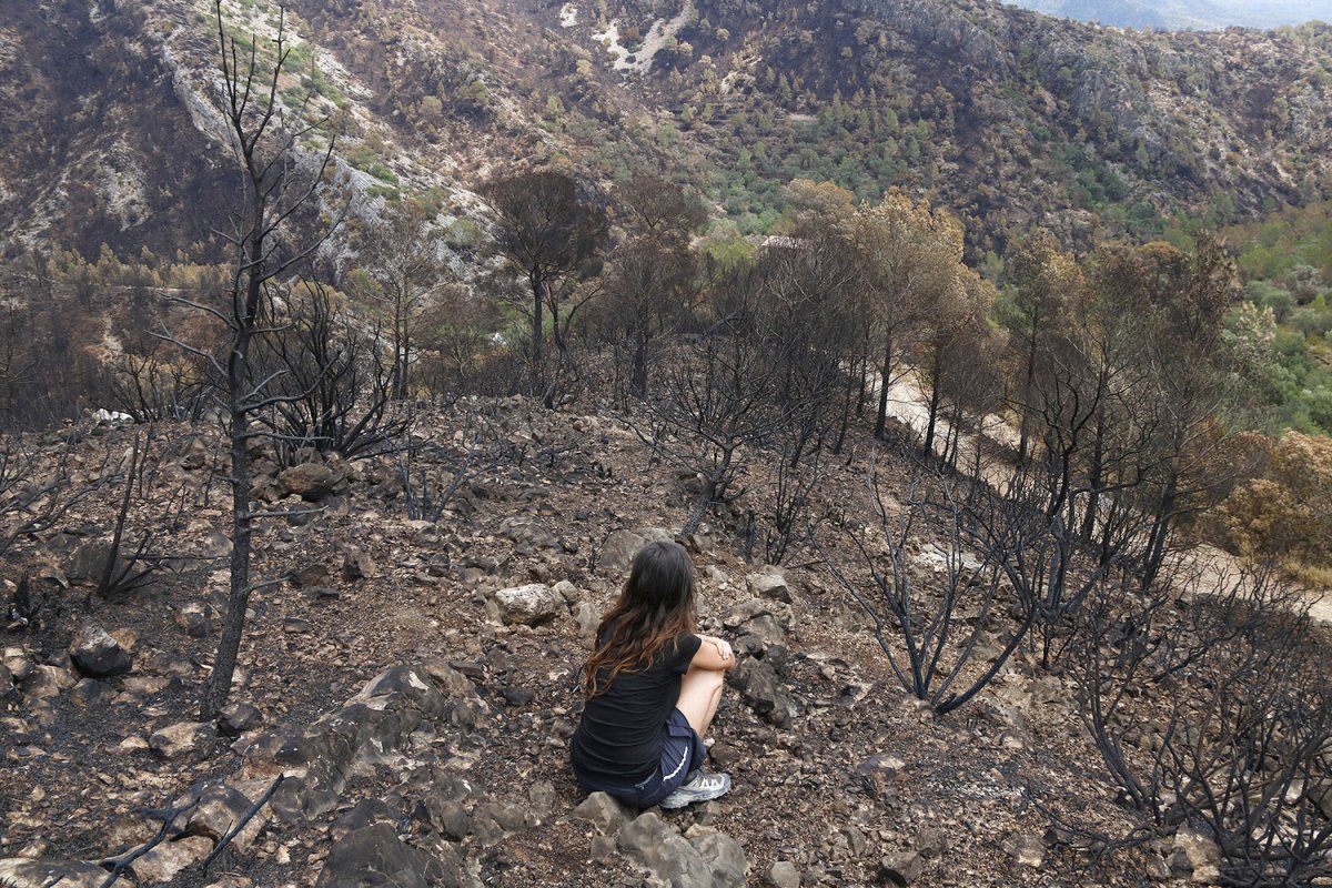 El bosc cremat pel gran incendi de Paüls, al Baix Ebre