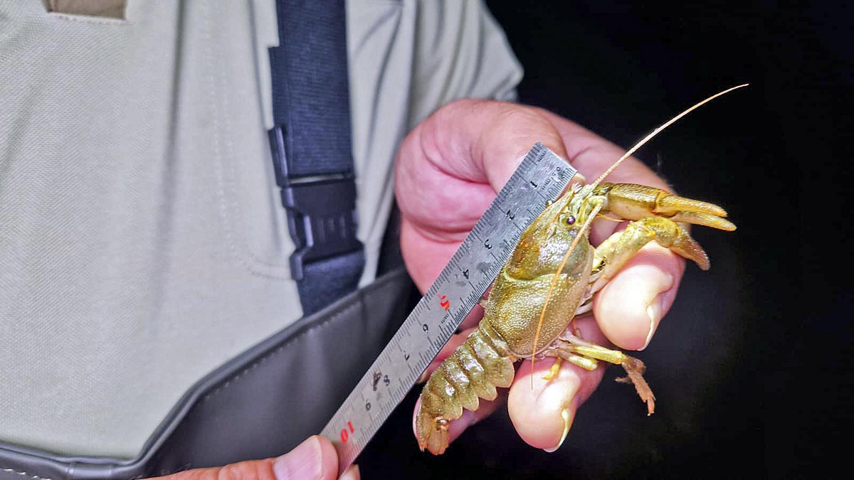 Un guarda mesurant un exemplar durant el cens