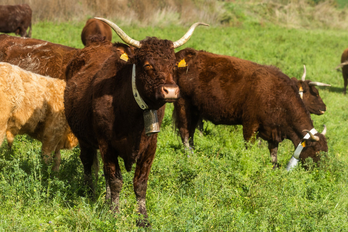 La sequera va obligar a reduir caps de bestiar i això ha repercutit en l’economia del sector primari