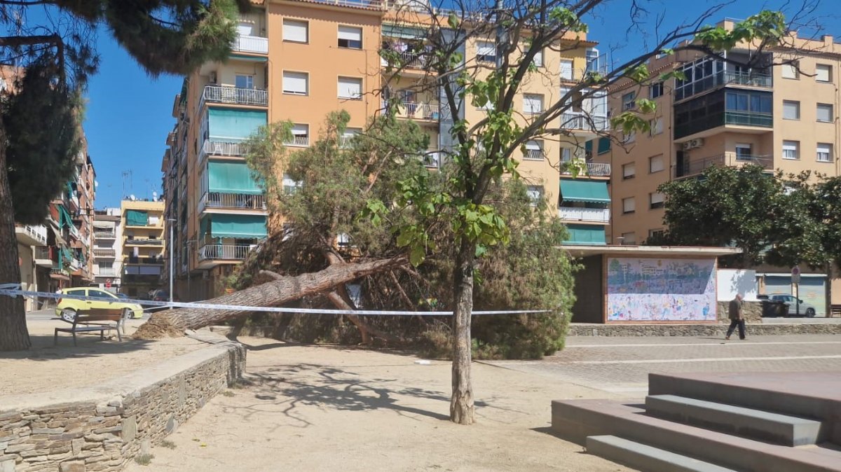 El pi tombat a la plaça Joventut