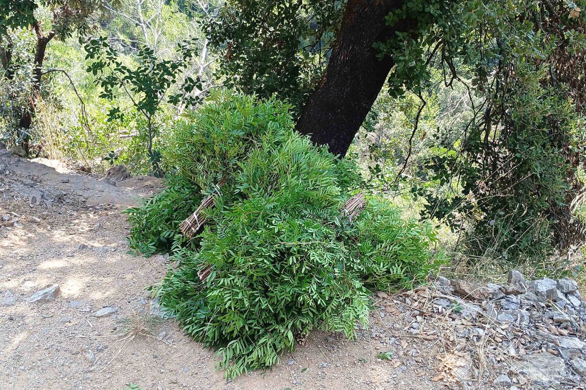 Els Agents Rurals han detectat diversos punts del Vallès Oriental on hi ha hagut robatoris de llentiscles