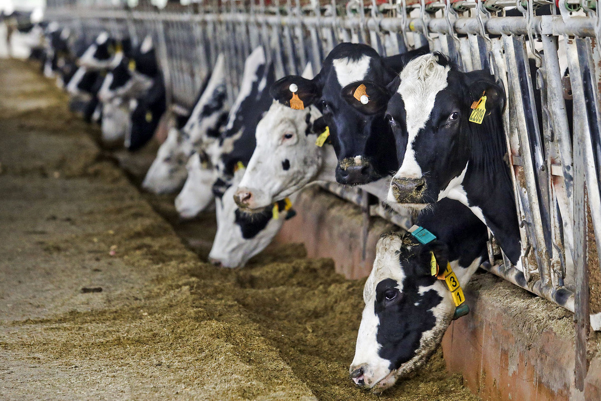 El neguit és majúscul al sector lleter davant els estralls que pot provocar la DNC en una explotació