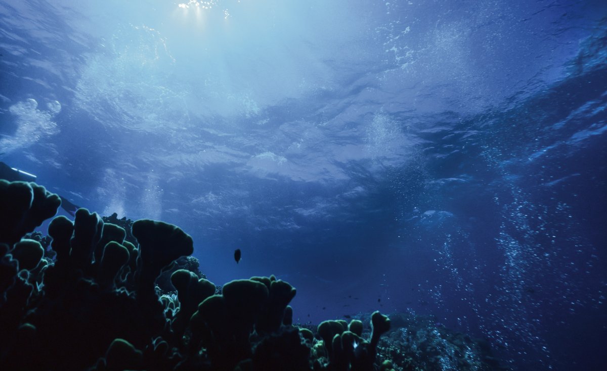 L'acidificació dels oceans és el setè límit planetari que s’ha superat en els darrers anys L’oceà més