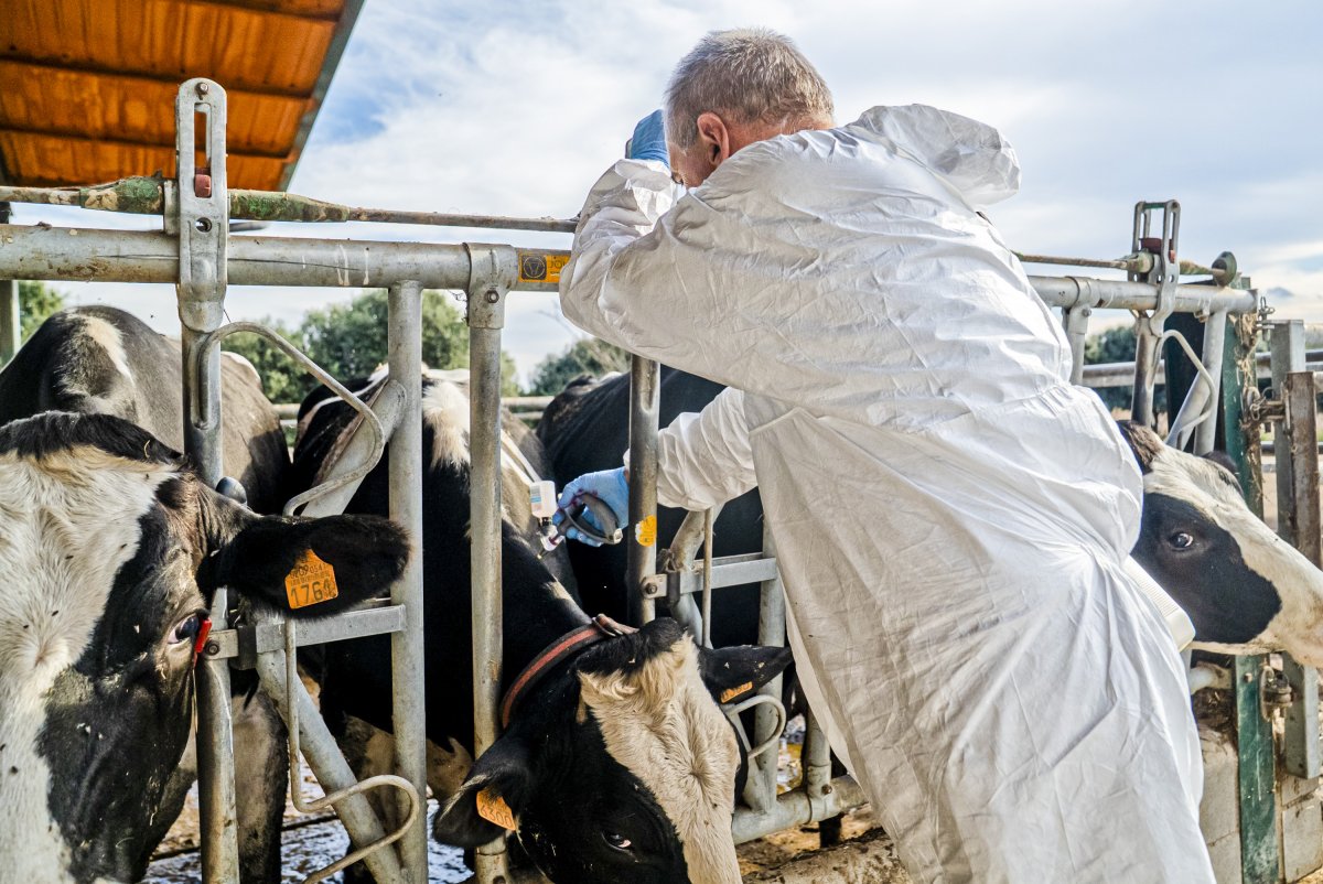 Un veterinari vacunant, dilluns, en una explotació lletera de Vidreres (la Selva)