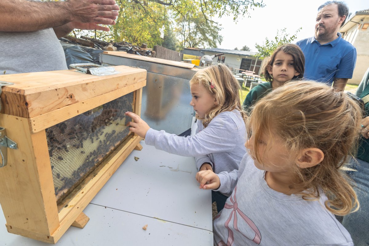 Dues nenes observen un dels rusc d’abelles de Mel de Can Monràs Nou durant les portes obertes de dissabte