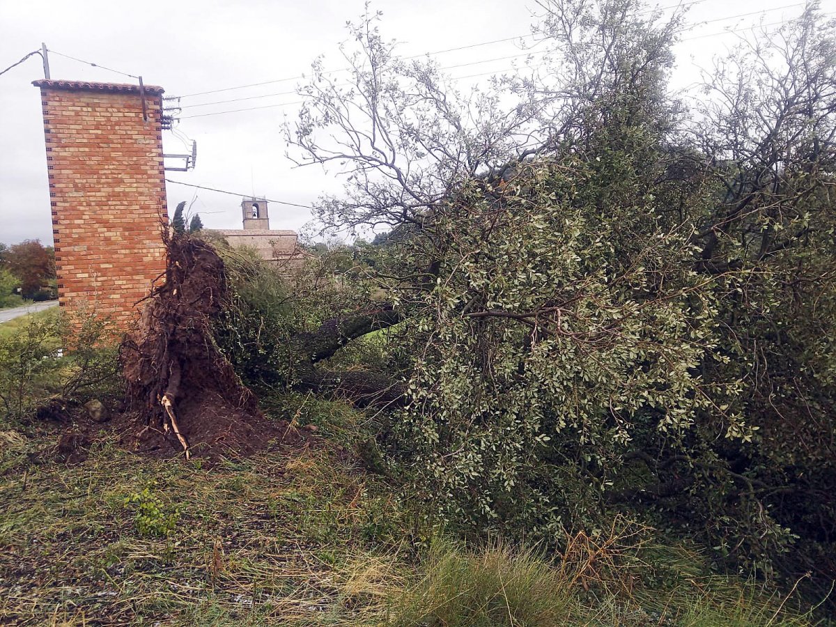 Una de les imatges dels arbres caiguts feta per l'observador de Lluçà Jordi Camps