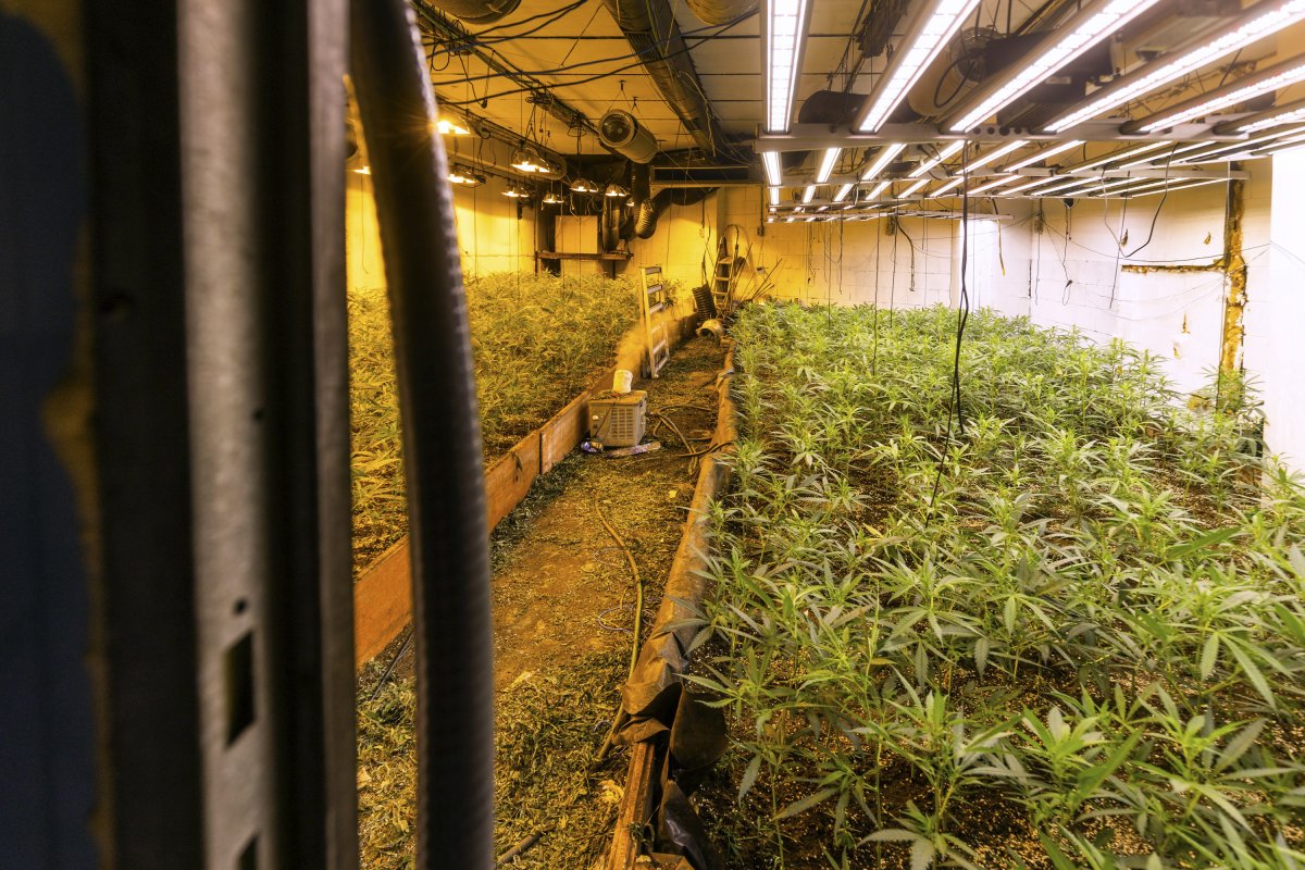 La plantació es va trobar cinquanta metres més avall de la granja de criptomonedes