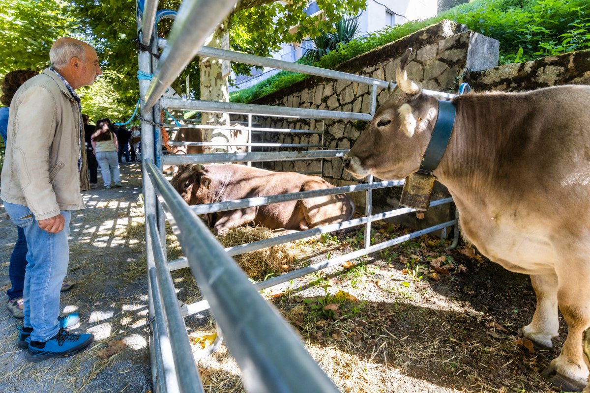 La Fira del Bestiar de Ribes i la de la Vaca Bruna, en una imatge de l'edició passada