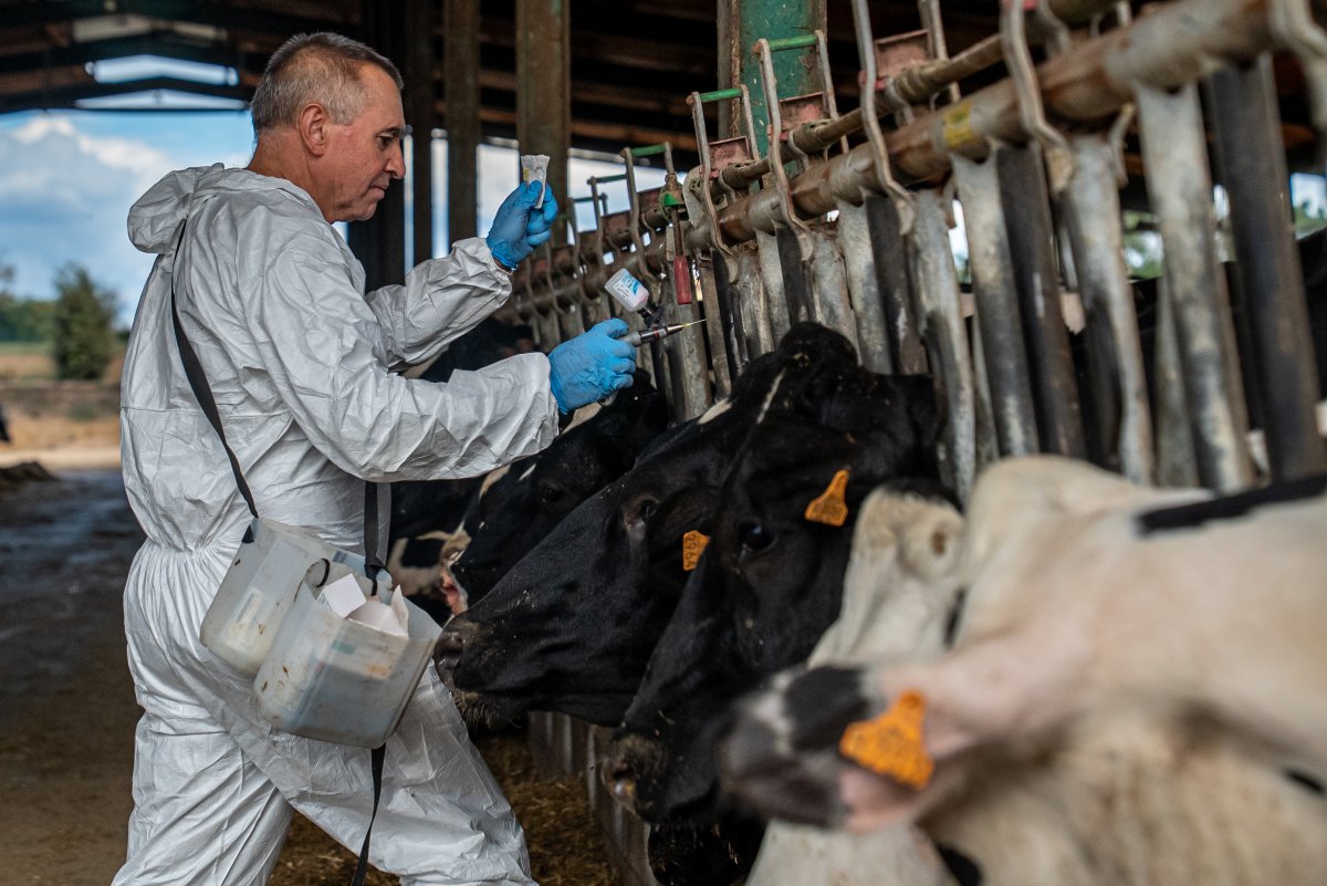 60 equips de veterinaris han administrat ja 125.000 dosis de la vacuna