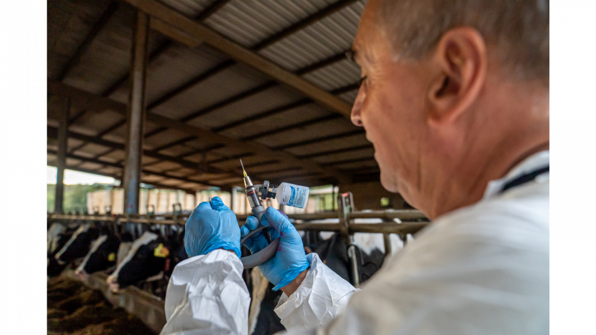 Els equips de veterinaris ja han vacunat un 75% del bestiar a les àrees de protecció establertes fins ara