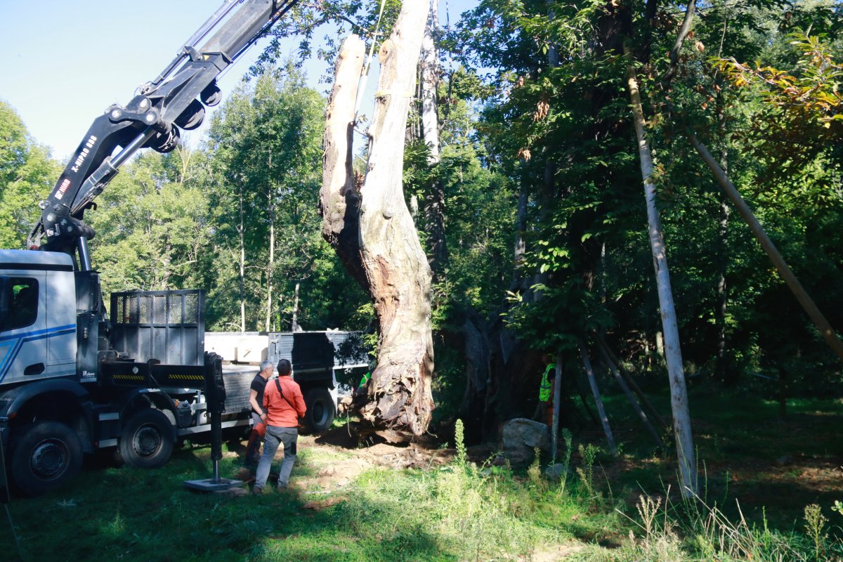 Tècnics forestals treballant en la recuperació de la branca
