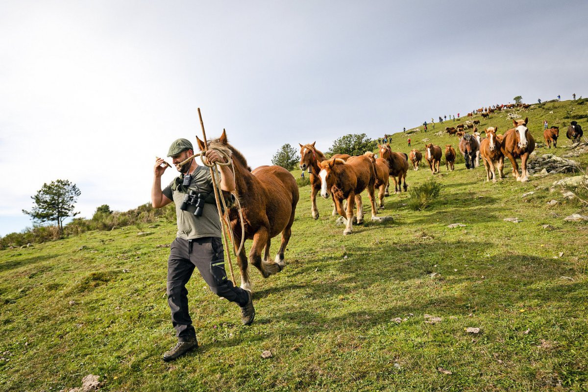 La Tria de Mulats d'Espinavell s'havia de fer el proper dilluns