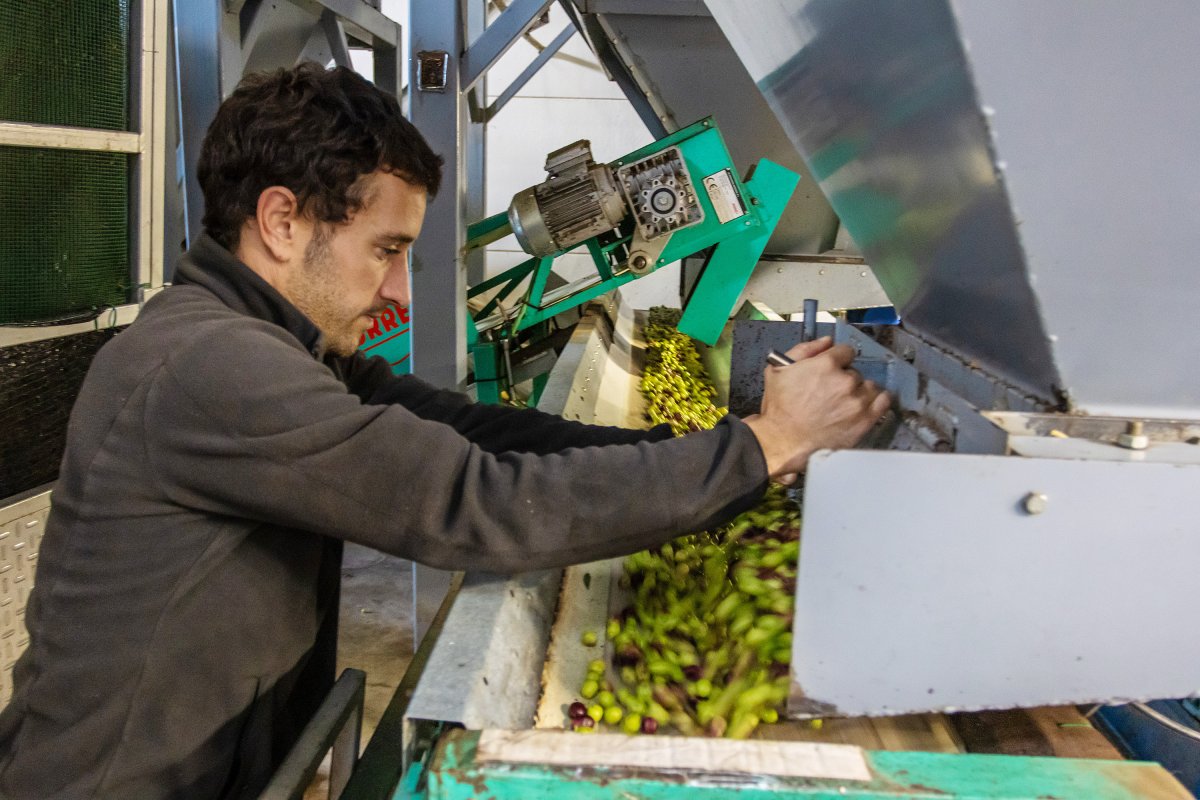 El molí de Can Sapera, a Santa Eulàlia, va reobrir dijous coincidint amb l'inici de la collita