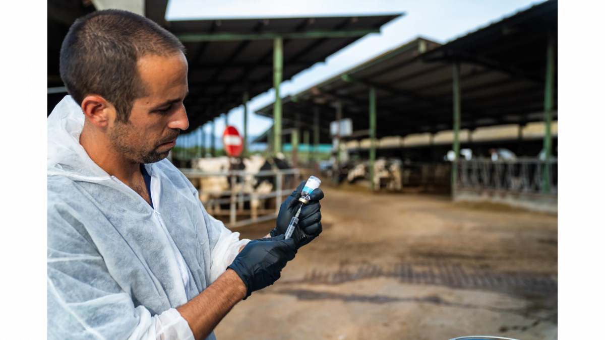 Un veterinari preparant la vacuna en una explotació lletera