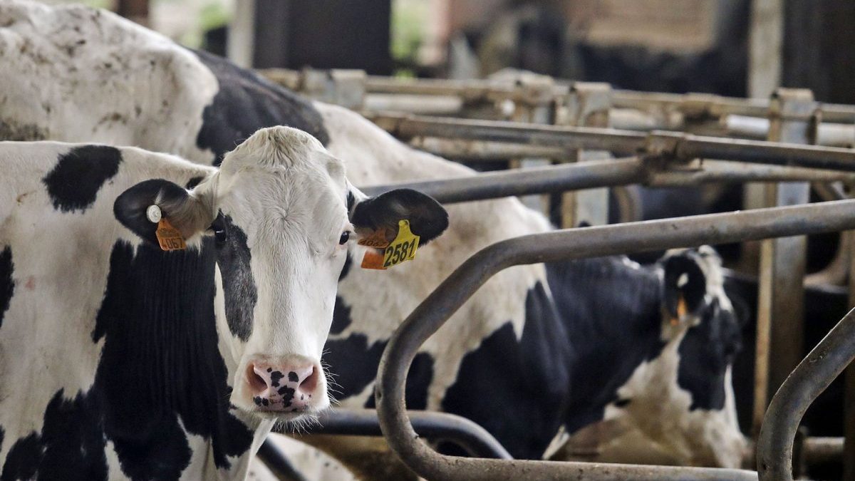 L’Audiència Nacional ratifica la resolució del càrtel de la llet