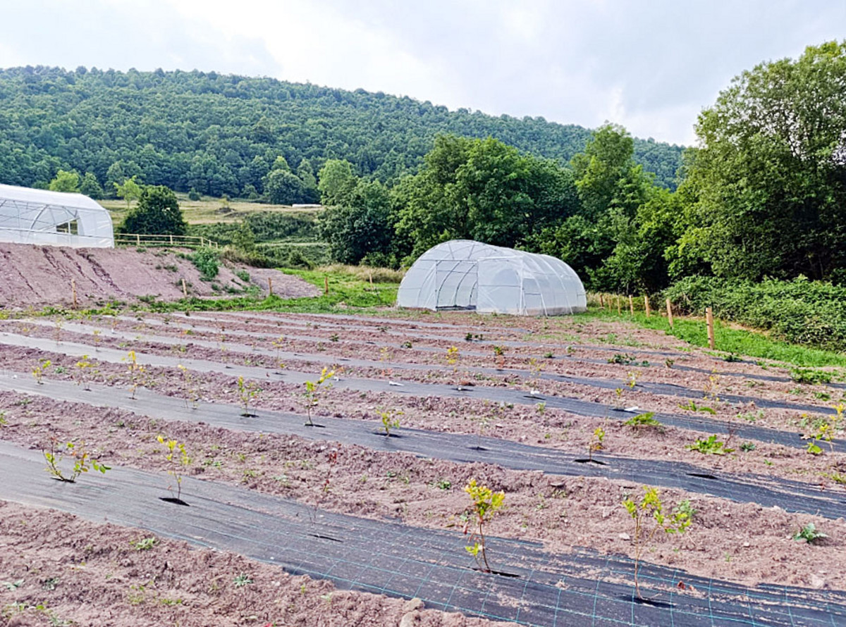 Un dels camps experimentals on s’han plantat fruits vermells