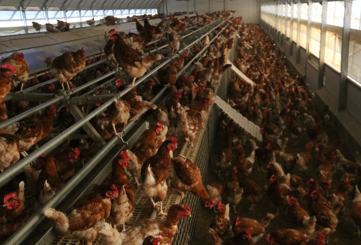 L’ordre publicada també prohibeix la cria d’ànecs i oques, així com altres espècies d’aviram