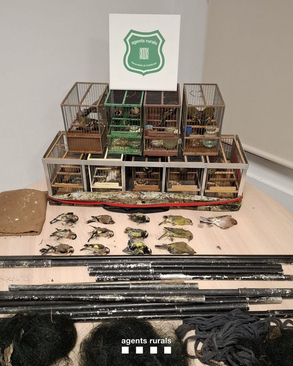 Els ocells i materials comissats a Oristà