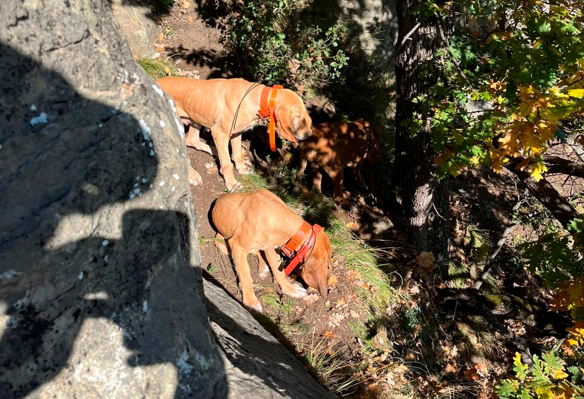 Dos gossos atrapats en una cinglera