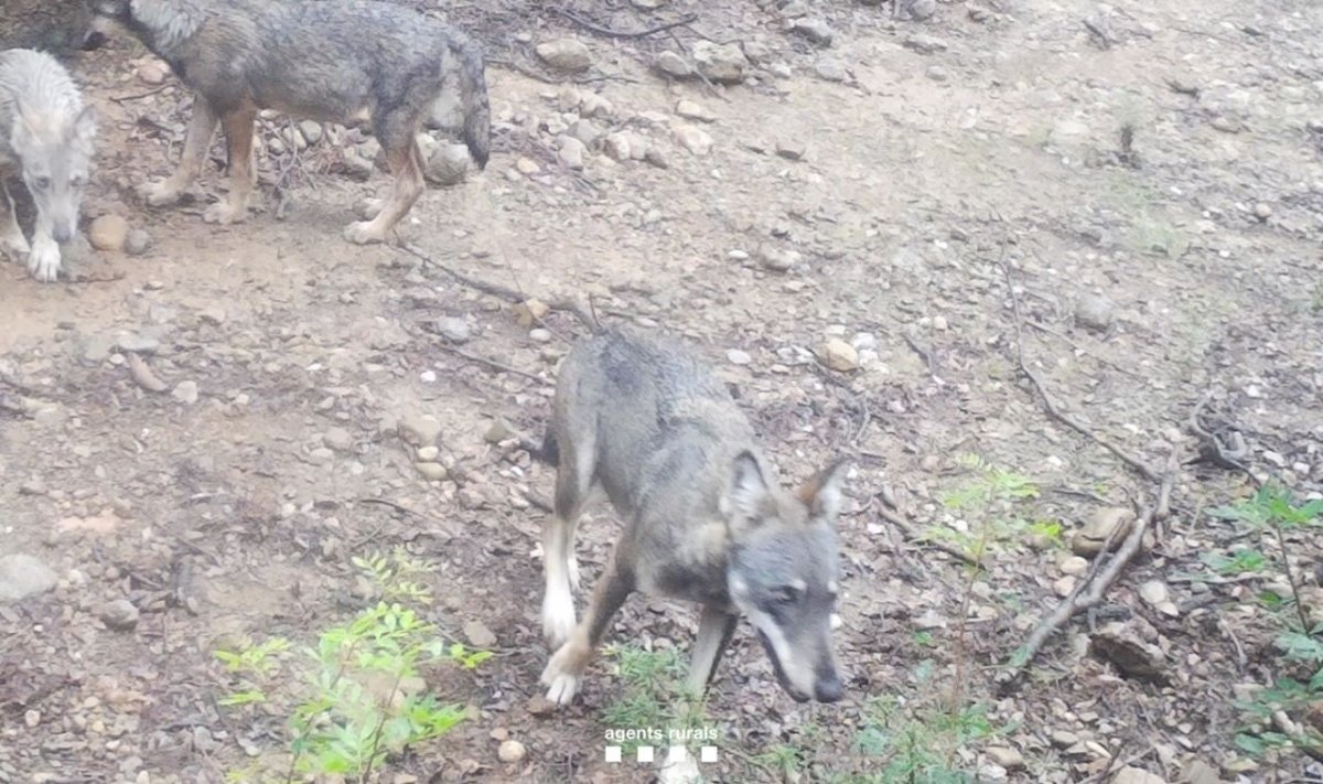 La femella i dos cadells localitzats entre l'Alt Empordà i l'alta Garrotxa