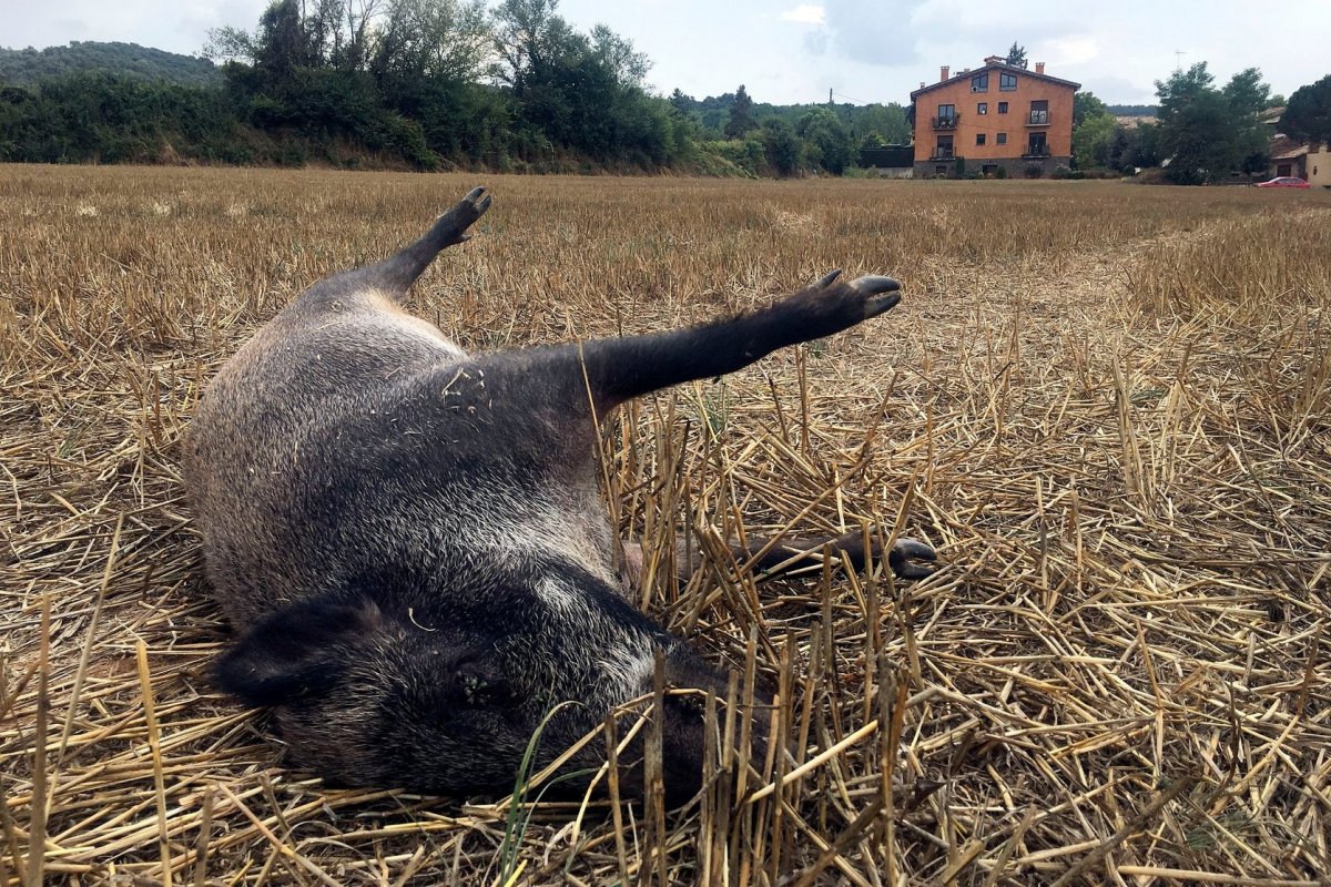 Imatge d'arxiu d'un senglar mort