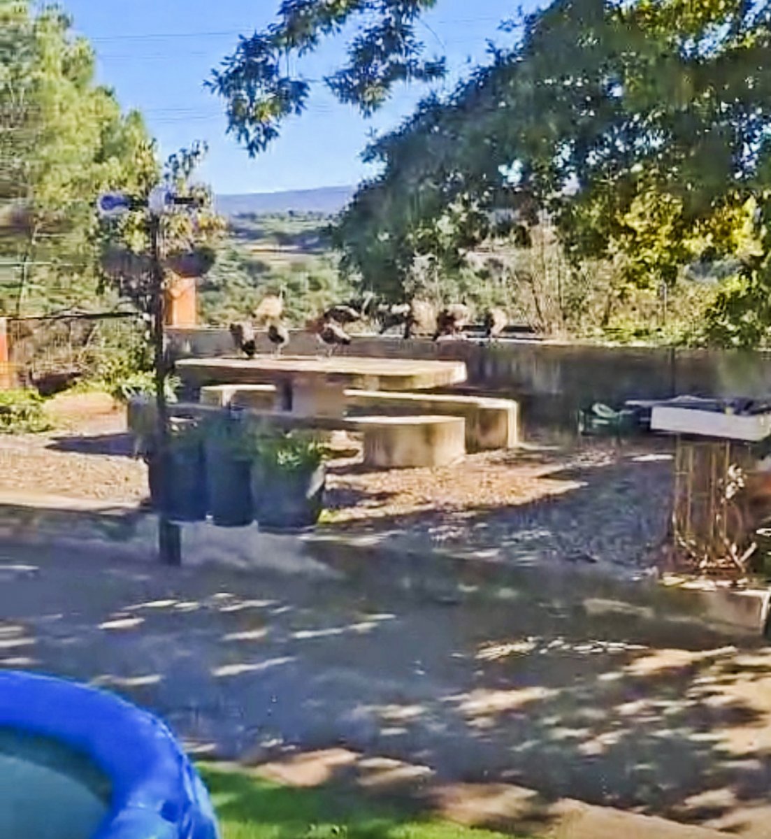 Una captura d'un vídeo registrat per la família on es veuen alguns dels animals