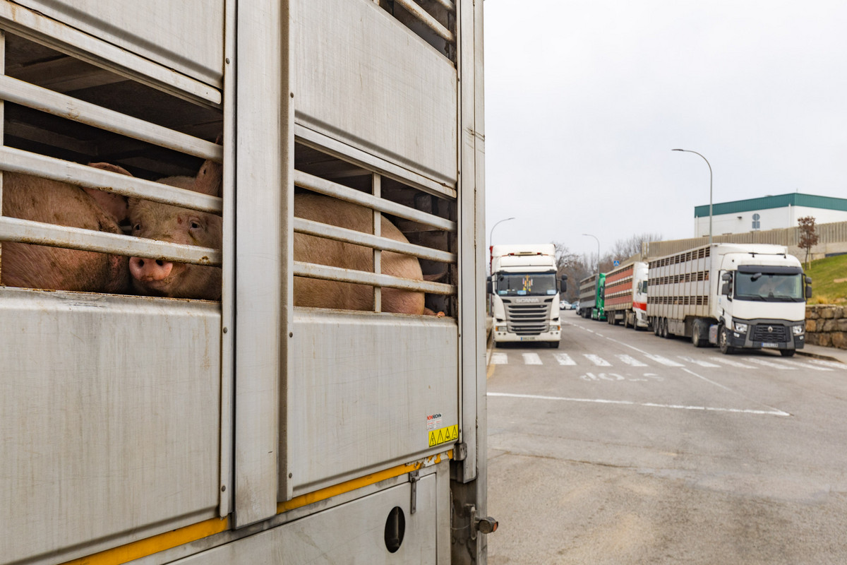 Una vintena de camions feien cua aquest dijous al matí per entrar bestiar a Le Porc Gourmet