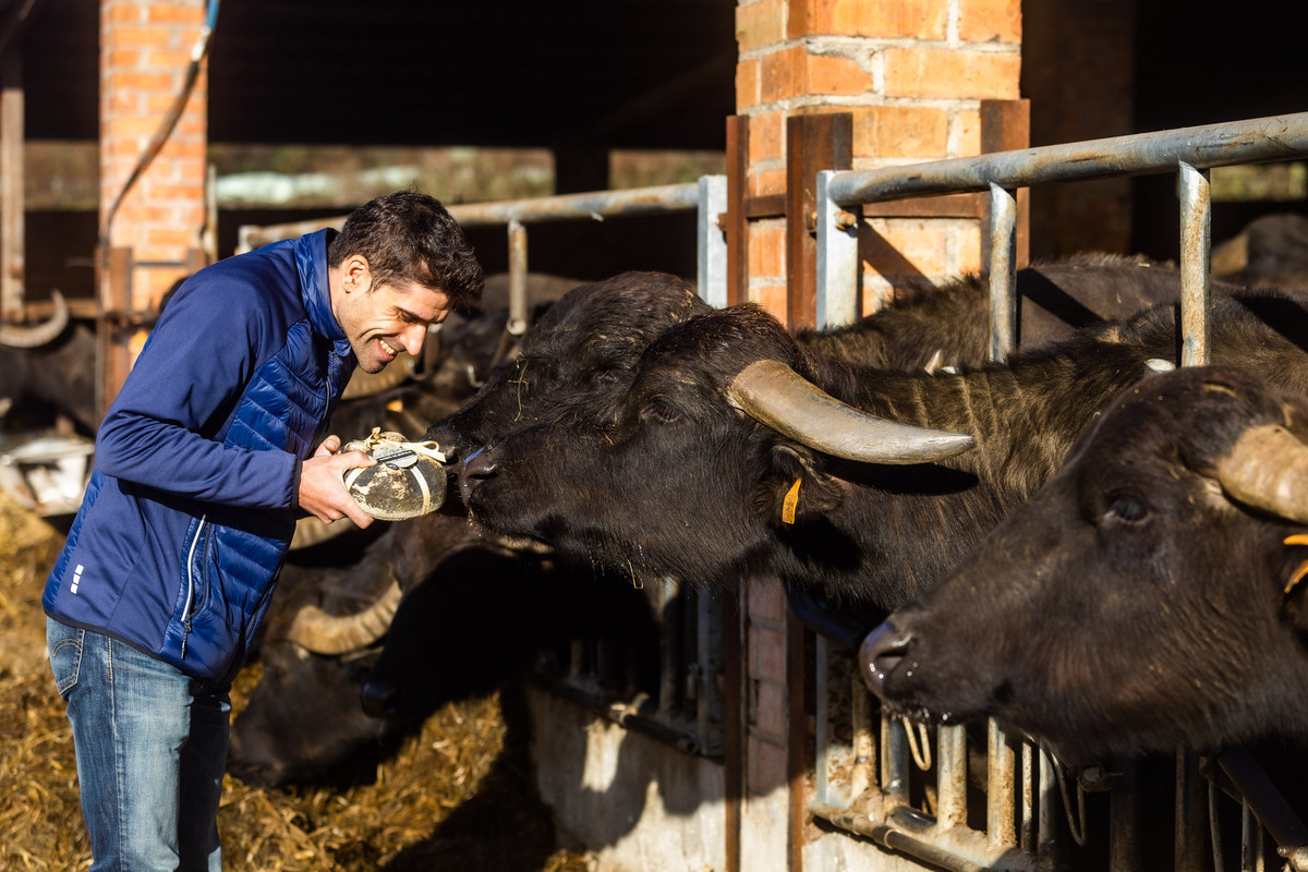 Martí Padrisa, mostrant a les búfales el formatge elaborat amb la seva llet i premiat amb un Super Gold als World Cheese Awards