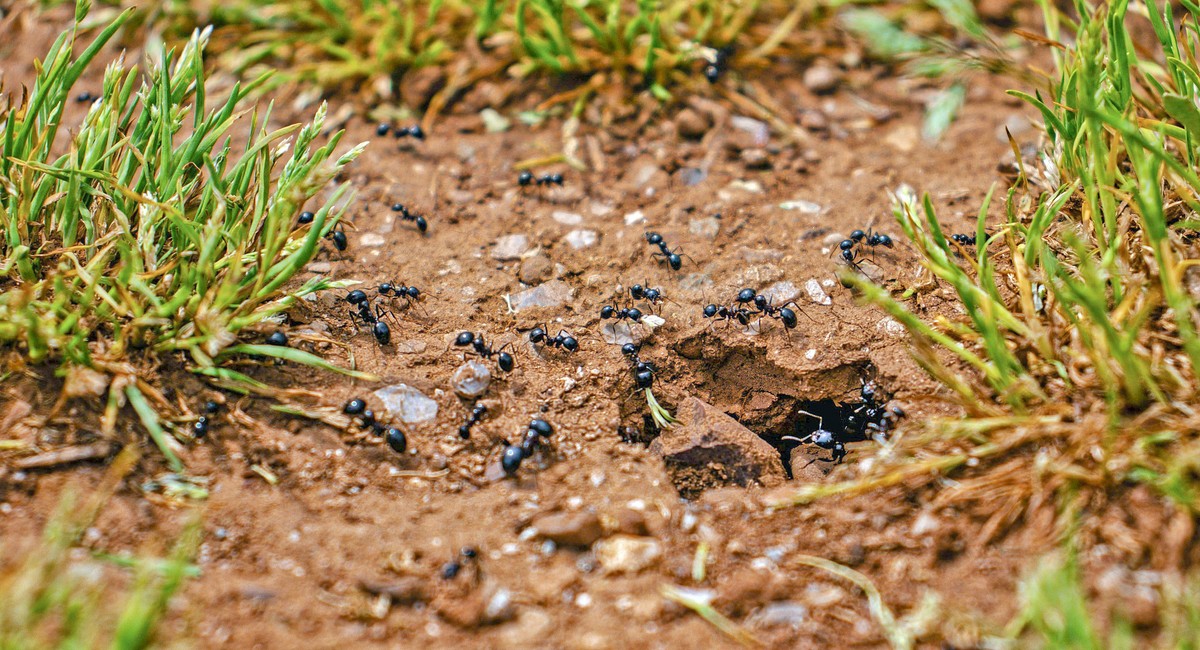 Un grup de formigues de les Guilleries