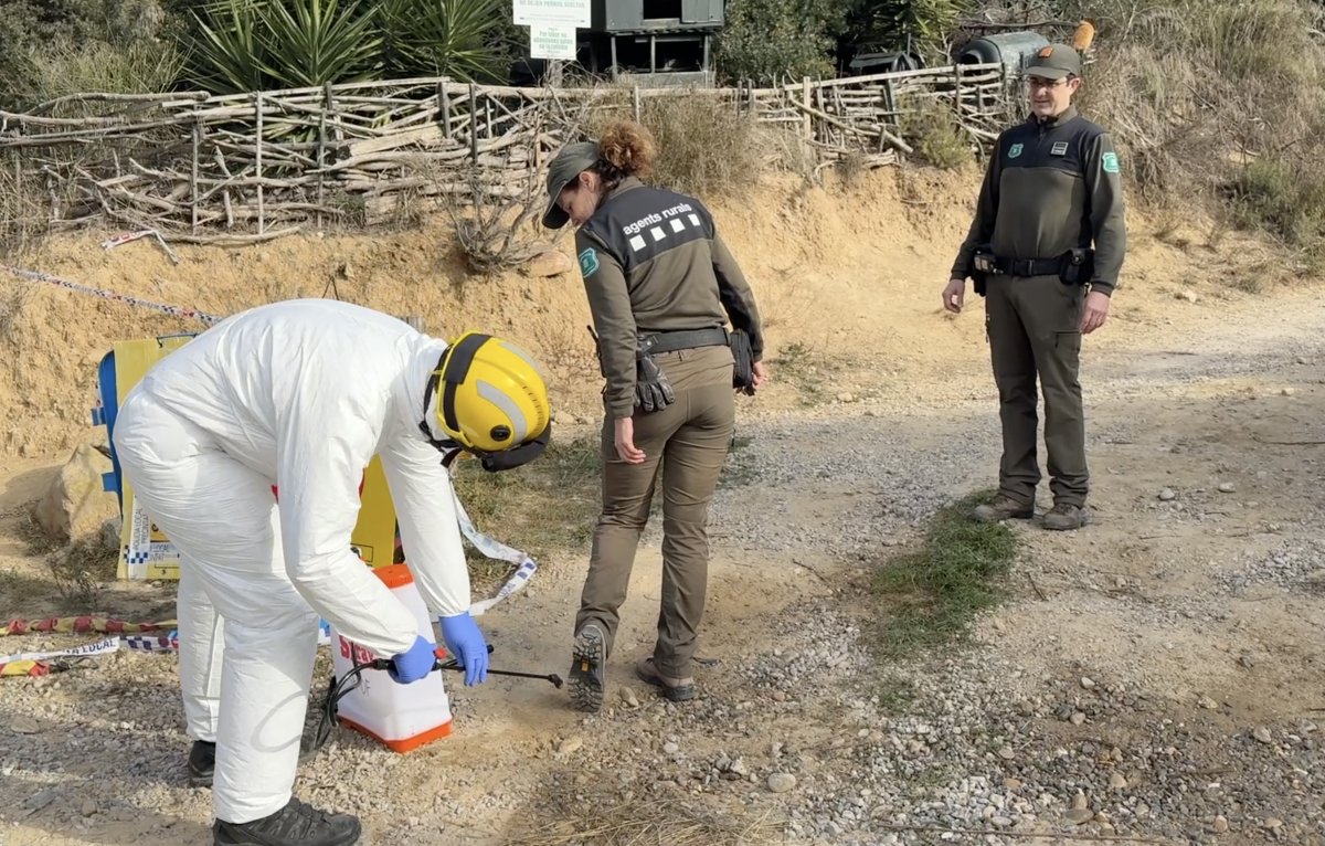 Agents Rurals es desinfecten les botes en un accés al perímetre de vigilància