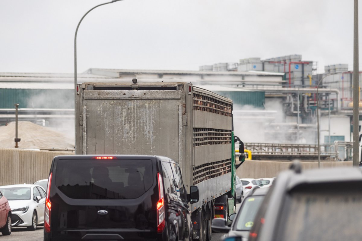 El Grup de Defensa del Ter demana “no rescatar” amb diner públic el negoci de multinacionals càrnies i grans escorxadors
