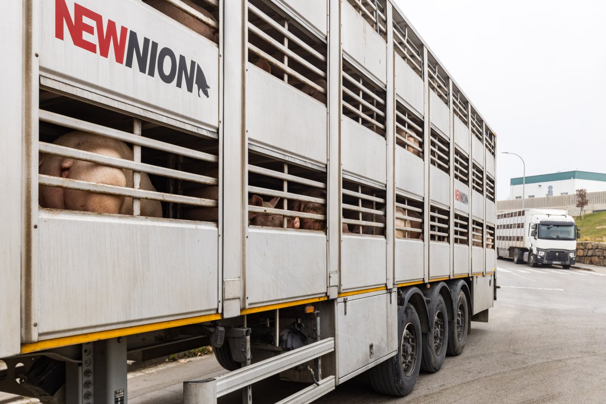 Un camió fent cua per entrar a Le Porc Gourmet, la setmana passada