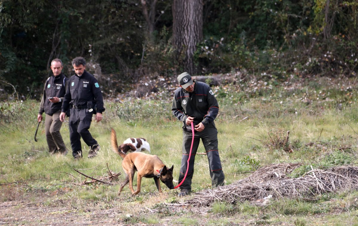 El Ministeri d’Agricultura confirma deu nous senglars morts per pesta porcina africana dins del radi del primer brot