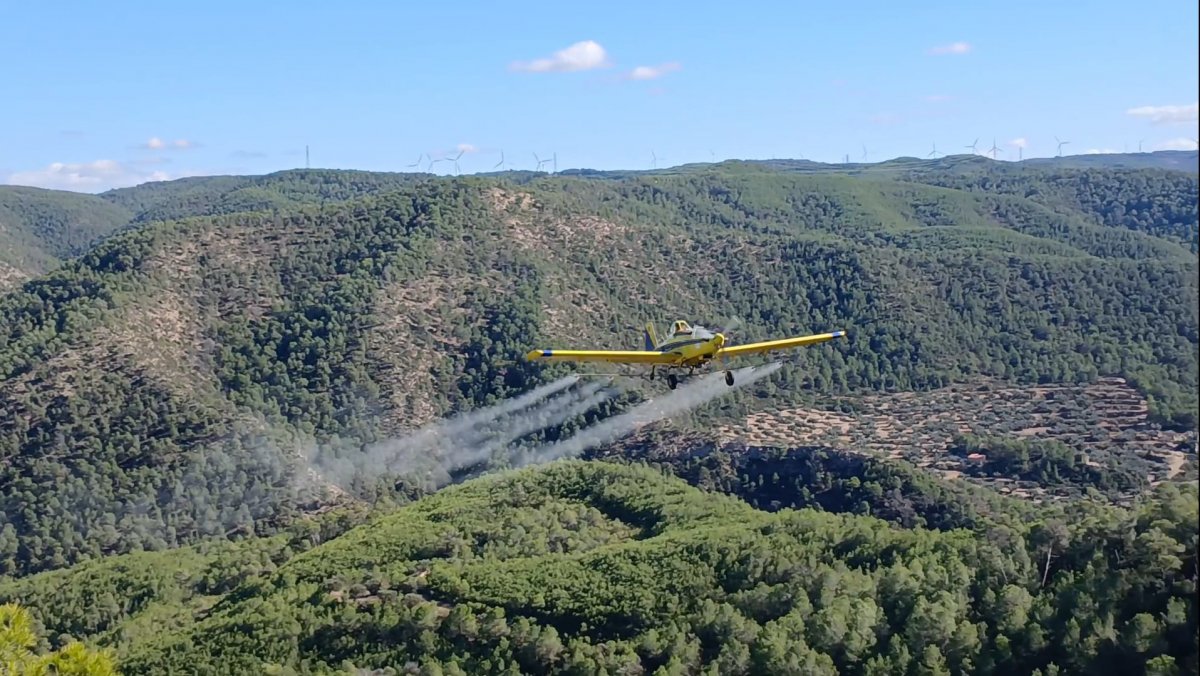 U/na avioneta en ple procés de fumigació per combatre la plaga