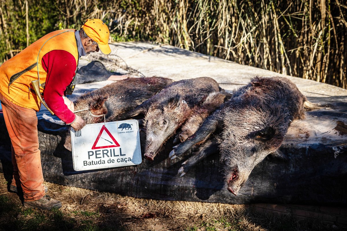 Un caçador advertint d'una batuda al costat d'uns exemplars de senglar morts