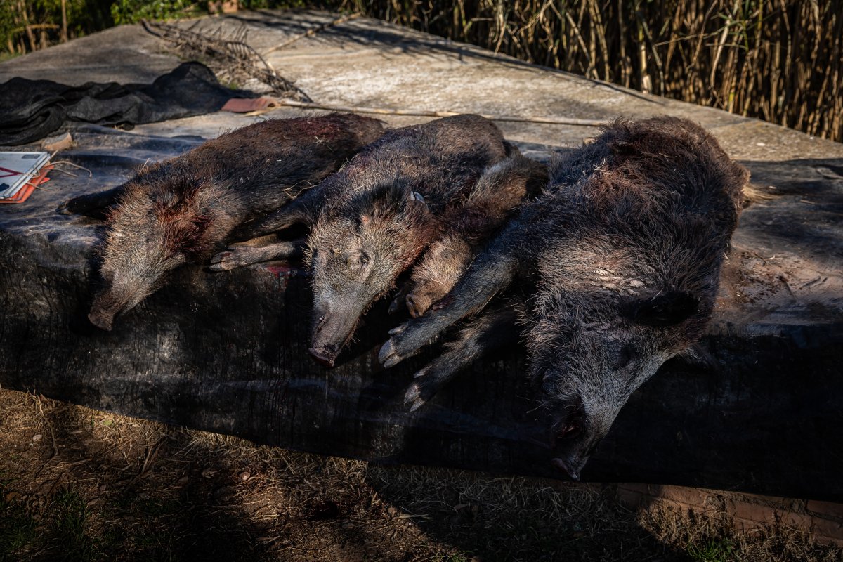 Porcs senglars morts