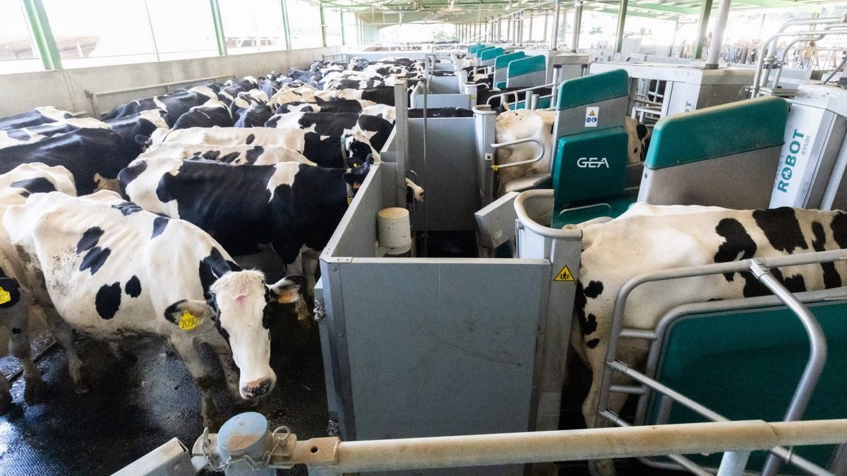 En la darrera dècada han desaparegut la meitat de les granges de llet d’Osona