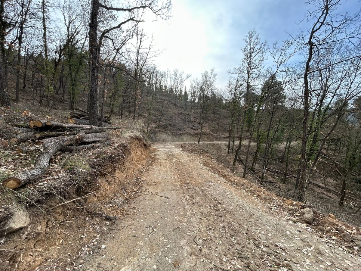 La Diputació de Barcelona reforça la gestió forestal a la Plana de Vic per prevenir incendis