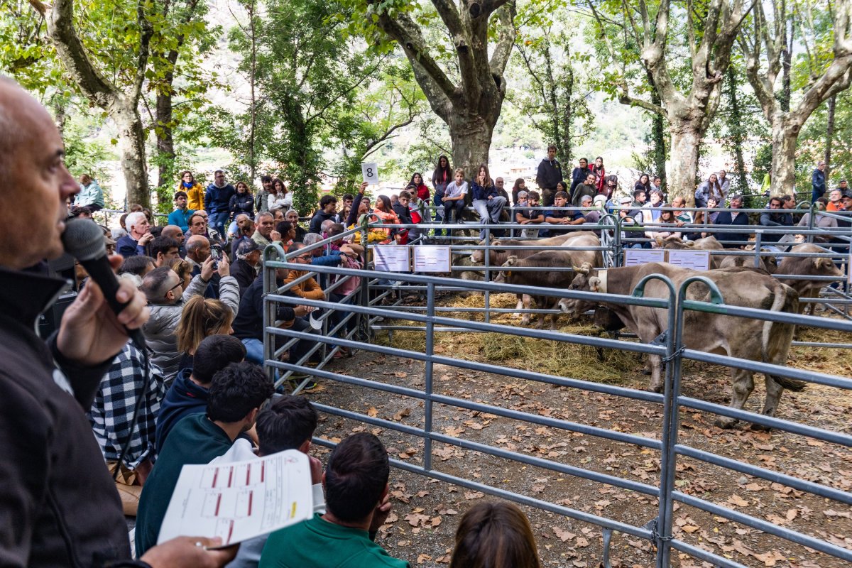 La fira de Ribes bat rècord de bestiar i treu pit del planter