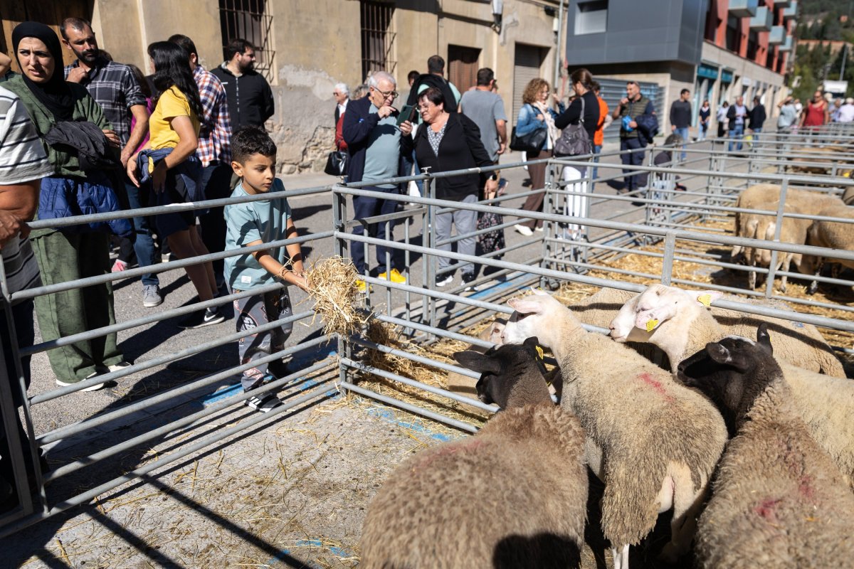 Ripoll viu una Fira de l’Ovella de rècord amb 35 corrals i 200 animals