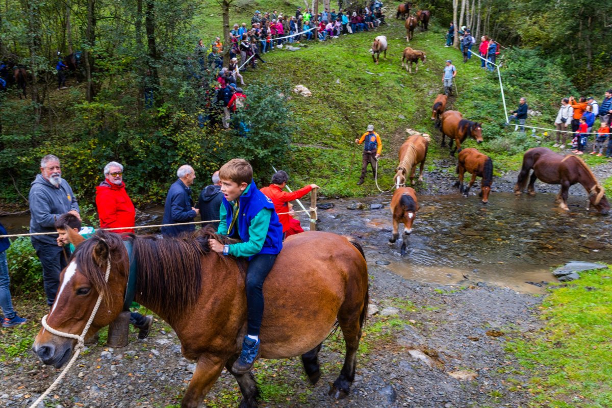Més de 350 caps de bestiar a la Tria de Mulats d’Espinavell